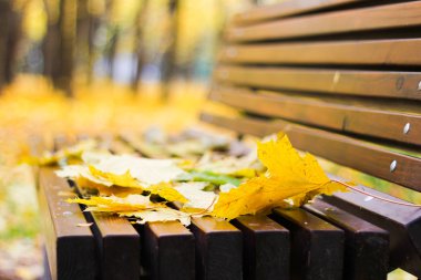 ahşap Bank yapraklarda