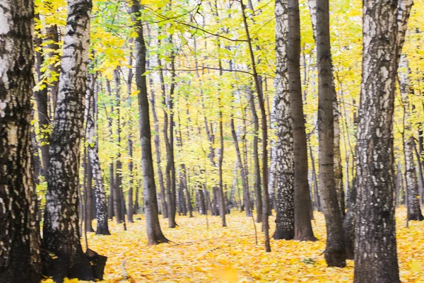 Skog hösten Sunny — Stockfoto