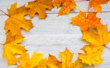 Çınar ağacı üzerinde sonbahar yaprakları