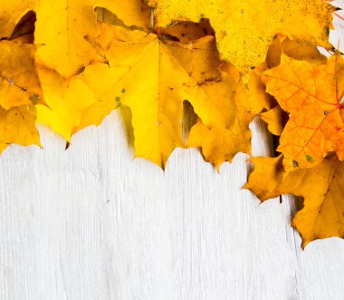 Çınar ağacı üzerinde sonbahar yaprakları