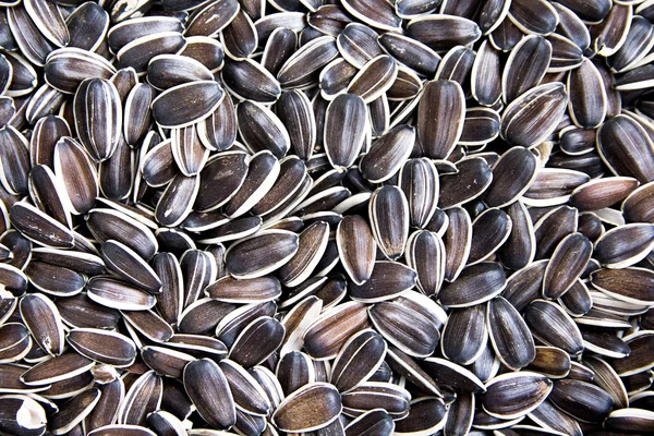 Sunflower seeds a lot as background — Stock Photo, Image