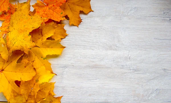 Herbstblätter an der Platane — Stockfoto