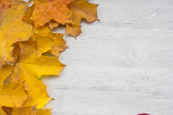Herbstblätter an der Platane — Stockfoto