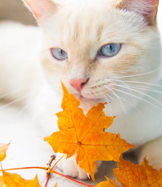 Gato brincando com folhas de outono — Fotografia de Stock