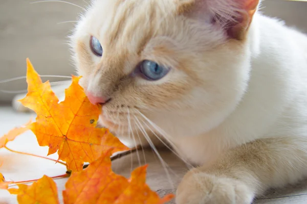 Macska játszik őszi levelek — Stock Fotó