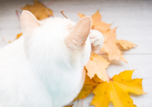 Macska játszik őszi levelek — Stock Fotó