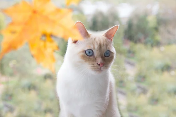 Γάτα παίζει με φθινοπωρινά φύλλα — Φωτογραφία Αρχείου