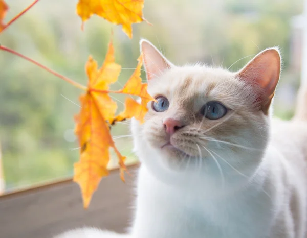 Γάτα παίζει με φθινοπωρινά φύλλα — Φωτογραφία Αρχείου