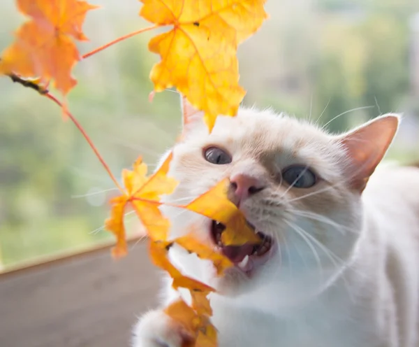 Kot gra z jesiennych liści — Zdjęcie stockowe