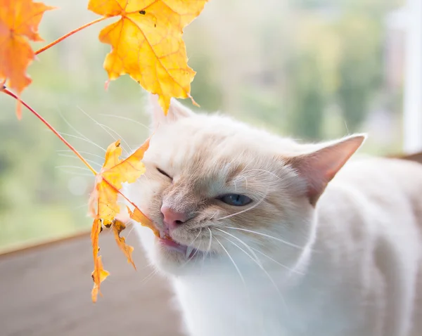 sonbahar yaprakları ile oynayan kedi