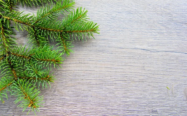 Fir branch on wood — Stock Photo, Image