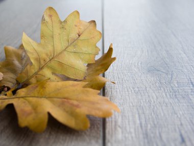 mantar ve yaprakları sonbahar arka plan