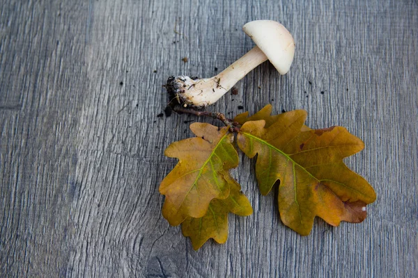 Herfst achtergrond met paddestoelen en bladeren — Stockfoto