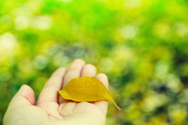 Bir sonbahar yaprağını tutarken elinizi kapatın. Arkaplan.