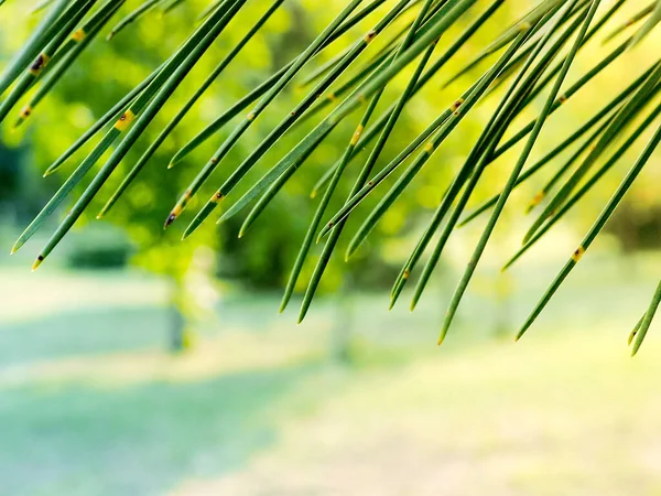 Green pine needles. pine needles close up as a natural background or texture.