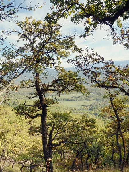 Natuurlijke Achtergrond Uitzicht Van Berg Naar Het Bos Hieronder Natuur — Stockfoto