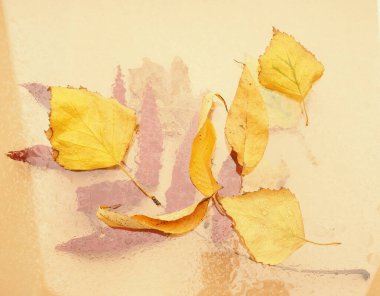 Tasarım için arkaplan ve arkaplan olarak sonbahar kompozisyonu, sarı yapraklar, çam kozalakları, sonbahar sinyalleri.