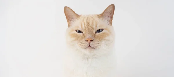 网状泰国奶油尖猫横幅 红鼻子 白尾巴背景 — 图库照片