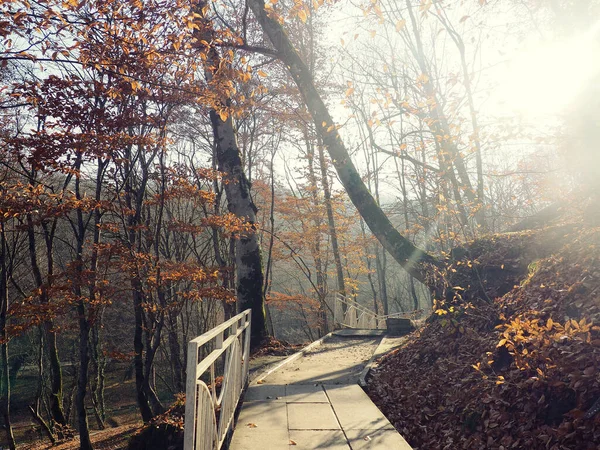 Podzimní Mlha Lese Cesta Mlžným Lesem Podzim — Stock fotografie