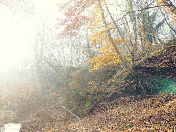 Podzimní Mlha Lese Cesta Mlžným Lesem Podzim — Stock fotografie