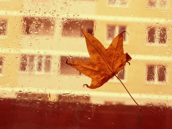 玻璃上的秋叶 城外的城市 — 图库照片