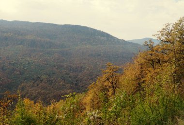 Dağdan aşağıdaki ormana doğal arka plan görüntüsü, Rusya 'nın doğası..