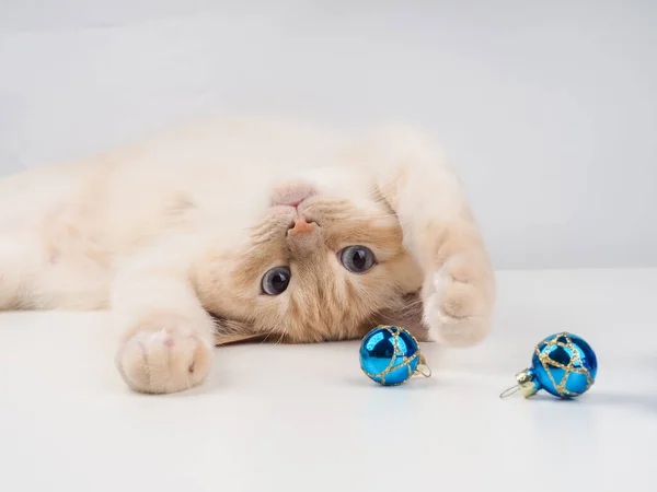 Kitten Playing Christmas Balls Pet Playing Christmas Toy — Stock Photo, Image