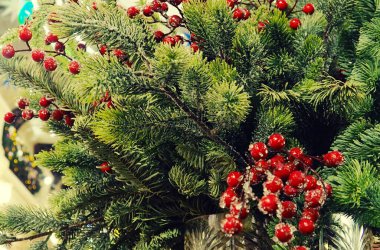 Noel ve yeni yıl konsepti. Köknar dallarında kırmızı toplar, kış karlı zemin. Şenlikli kış tatili geçmişi. Tasarım şablonu. afiş, boşluğu kopyala.