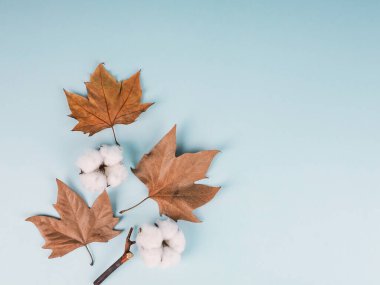 Sonbahar kompozisyonu. Pamuk çiçeklerinden yapılmış desen, mavi arka planda kurumuş yapraklar. Sonbahar, sonbahar konsepti. Düz yatış, üst görünüm.
