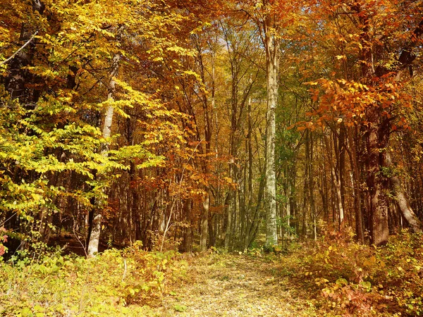 Natürlicher Hintergrundblick Vom Berg Zum Wald Unten Natur Russlands — Stockfoto