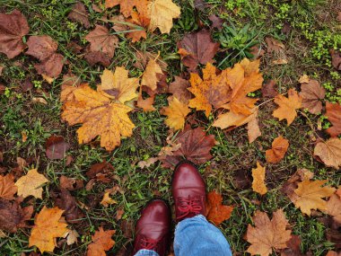 Autumn Abstract - Sunset 'te Odaklanamayan Park ile Renkli Yapraklar. Güneşli bir günde yapraklardan gelen güneş ışığı. Sonbahar arkaplanı. Yumuşak odak