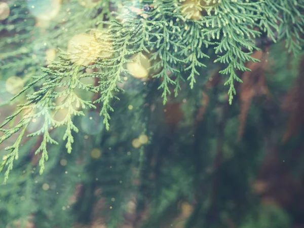 Prachtige Groene Dennenbomen Takken Van Dichtbij Kerst Winterconcept — Stockfoto