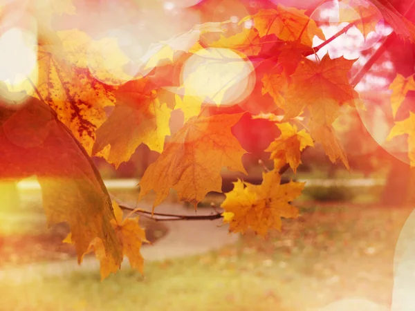 Herbst Abstrakt Bunte Blätter Mit Defokussiertem Park Hintergrund Bei Sonnenuntergang — Stockfoto