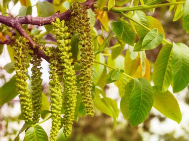 Ceviz çiçeği, mavi gökyüzü.