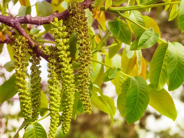 Ceviz çiçeği, mavi gökyüzü.
