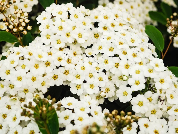 Spiraea Thunbergii. Jardín, floración, Espiraea Blanca, fondo blanco Bush espacio de verano para el texto — Foto de Stock