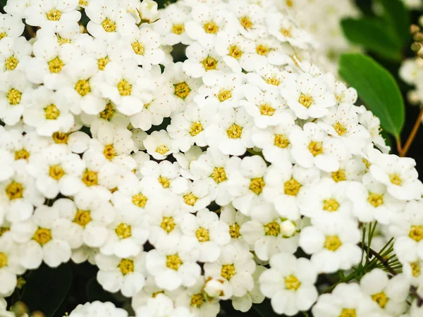 Spiraea Thunbergii. Jardín, floración, Espiraea Blanca, fondo blanco Bush espacio de verano para el texto — Foto de Stock