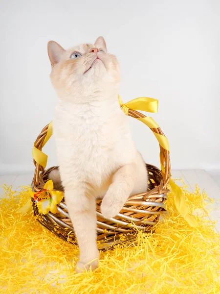 White red cat in a festive wicker basket. — Stock Photo, Image