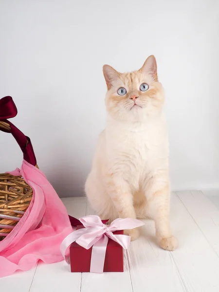 White red cat in a festive wicker basket. — Stock Photo, Image