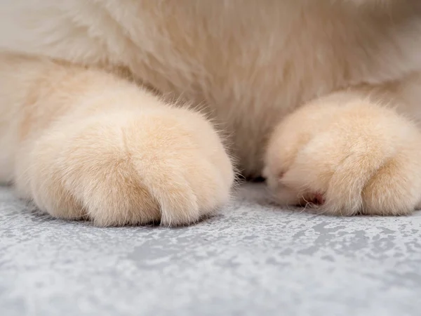 Paws of a domestic cat on a gray background, space for text —  Fotos de Stock