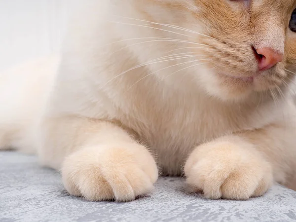 Paws of a domestic cat on a gray background, space for text — 스톡 사진