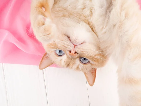Χαριτωμένη γάτα ξαπλωμένη σε λευκό φόντο τυλιγμένη σε ροζ μαντήλι — Φωτογραφία Αρχείου