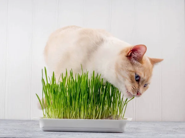 Bela tabby gato comendo grama. Conceito de comida para gatos Fotos De Bancos De Imagens Sem Royalties