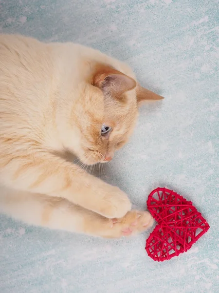 빨간 심장을 가지고 놀고 있는 귀여운 고양이, 발렌틴 데이 컨셉 스톡 사진