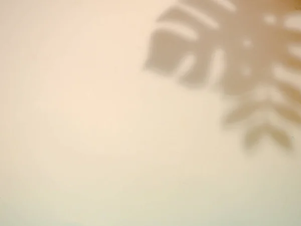 Abstrato cinza sombra fundo de folhas naturais árvore ramo caindo na textura da parede branca para fundo e papel de parede, preto e branco tom monocromático — Fotografia de Stock