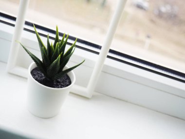 Beyaz pencere pervazına konmuş sentetik sulular.