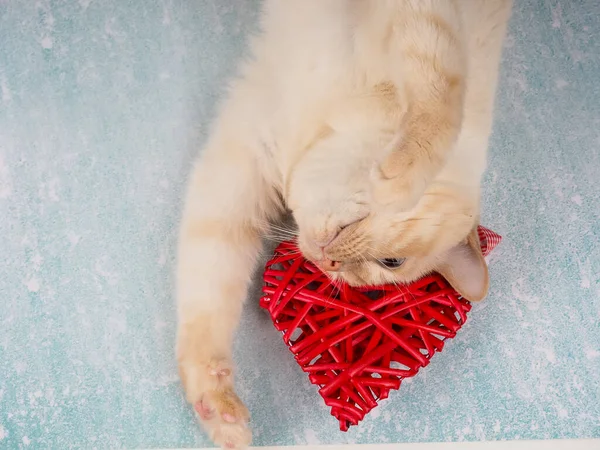 빨간 심장을 가지고 놀고 있는 귀여운 고양이, 발렌틴 데이 컨셉 로열티 프리 스톡 사진
