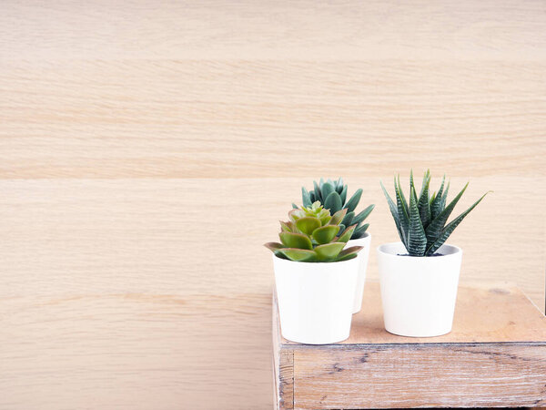 three cacti in white pots stand on a wooden background, copy of the text space