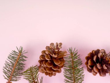 Pembe arka planda çam kozalakları ve ladin dalları.