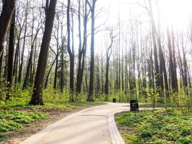 Yeni patika ve güzel ağaçlar koşmak, yürümek ve bisiklete binmek için golf sahasının yanındaki yeşil çimenlikte dinleniyor. Güneş ışığı ve ışık arka plan kavramı.